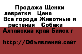 Продажа Щенки левретки › Цена ­ 40 000 - Все города Животные и растения » Собаки   . Алтайский край,Бийск г.